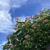 海蔵院の芙蓉