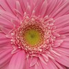 Definisi Bunga Gerbera Pink