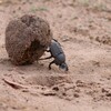 ミナミジサイチョウ(Southern Ground-Hornbill)など