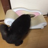 猫と本の話　異形の愛