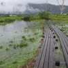尾瀬ヶ原（木道水没）