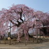 舞台桜・麻績（おみ）の里　長野県飯田市座光寺　古墳と桜の飯田紀行（25）