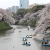 千鳥ヶ淵の桜 🌸🌸🌸Cherry blossoms at Chidorigafuchi, TOKYO