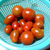 ミニトマトの収穫。