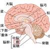   【基礎から学ぶ】橋【解剖生理学】