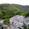 　生駒西麓の日下山の桜が満開になりました。