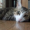 まだ暑いですねぇ～のび～るねこ：保護猫日記。2歳4ヵ月（115週）
