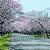 隣町の浦河町西舎「優駿さくらロード」の桜を観てきた！！