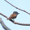 オオムシクイ・サンコウチョウ・クロジ・ゴイサギ・チョウゲンボウ(大阪城野鳥探鳥20250607 4:35-10:10)