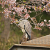 眠そうなアオサギ。鳥のまぶたは下から上へ閉じます。