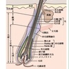 抜け毛の毛根にぷちっとついている白い塊の正体とは？