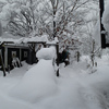 大雪のあぐりんファームと植木鉢ネコ。