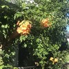 凌霄花