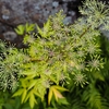 夏の終わりの線香花火