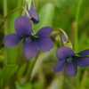 3月20日誕生日の花と花言葉歌句