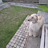 犬未経験者が飼育する大型犬：アフガンハウンドとの暮らし