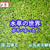 【8/20まで！】こんな水草見たことねぇ!!植物園で大人気イベントの水草展に水草の変態とログインしてきた！【水草展】