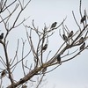 ホシムク、タダムク、カラムク