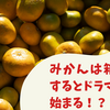 みかんは箱入りするとドラマが始まる！？🍊