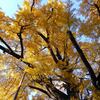 ２０２３・１１・２９　九品仏浄真寺の紅葉