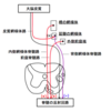 痙縮の発症メカニズムを理解しよう