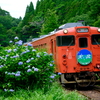 紫陽花とタラコ色の小湊鐵道キハ40-5を撮る！