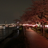 2010、春。夜桜巡り。