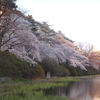 千秋公園も満開