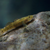 ウキゴリ Gymnogobius urotaenia