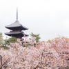 【 #京都弾丸お花見巡り ②】わたしゃおたふく御室の桜、鼻は低うても...って、ええっっ！！？と、崩れ落ちた年の話。【仁和寺＋α】