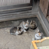 子猫が可愛すぎる（＆ミッドナイトシャドウ）