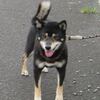ひめちゃんとタバサちゃんの紫陽花の山上城登城記