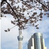 桜散歩　３月２８日と２９日