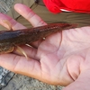 たかがハゼ🤔💦されど…秋の風物詩～恒例のハゼ釣り🎣に