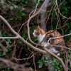 隣県港のねこさん