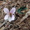 赤柴からカッコソウ移植地に