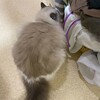今夜も追いかけっこして遊んだふくちゃん