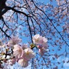 寒さ暑さも彼岸まで