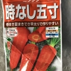 ニンジンの種まき