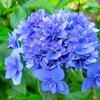 【千葉県・多古町】千葉のあじさい寺『正東山 日本寺』は穴場！紫陽花が見頃を迎えそうです②