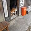 柴犬散歩するために湯西川温泉へ