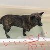 甲斐犬サンの憂鬱〜しょーマデアト少シッ(*´꒳`*)♬