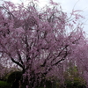 京都の桜2015 その4：妙心寺退蔵院 (2015/4/4)