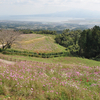 コスモスの花に～長崎県諫早市 白木峰高原（２）～