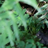 ナガレヒキガエル Bufo torrenticola