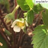 #24 四季なりイチゴ この暑さの中でも花が咲いています