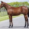 【一口馬主】シルク2024年新規募集、出資馬を探せ！vol.6