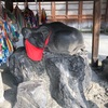 牛嶋神社で「撫で牛」しました