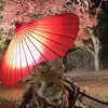 【旅行記】　あずきちゃんがいっぱい41