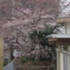 ボチボチかな